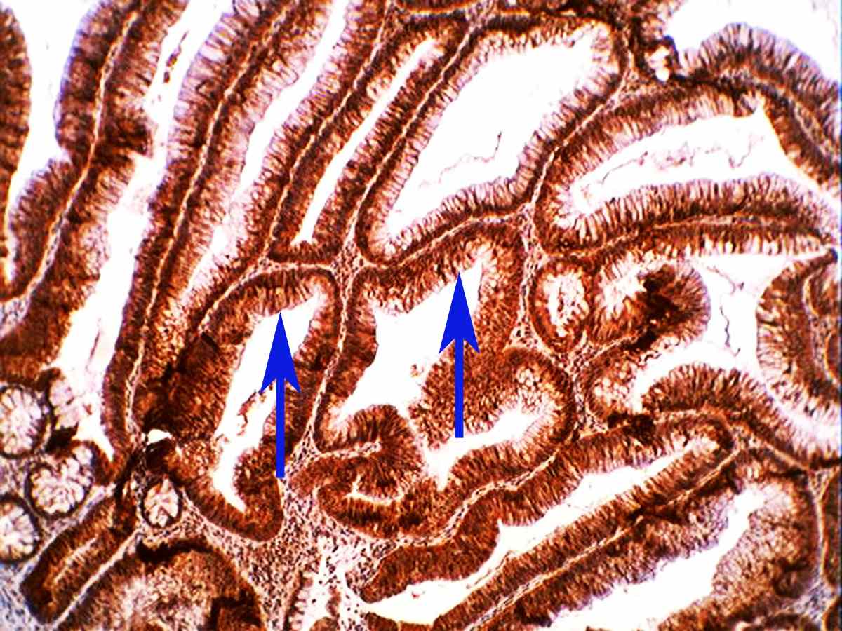 fig 6 f6